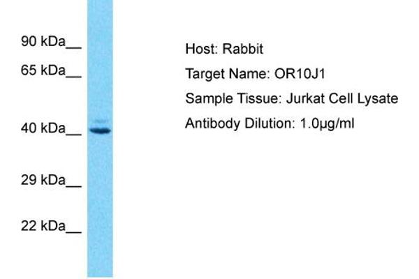 OR10J1 antibody  (C-Term)