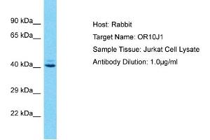 Host: Rabbit Target Name: OR10J1 Sample Type: Jurkat Whole Cell lysates Antibody Dilution: 1. (OR10J1 antibody  (C-Term))