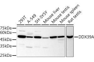 Western blot analysis of extracts of various cell lines, using DDX39A antibody (ABIN6131590, ABIN6139489, ABIN6139491 and ABIN6223963) at 1:1000 dilution. (DDX39 antibody  (AA 178-427))