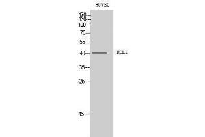 Western Blotting (WB) image for anti-RNA Terminal Phosphate Cyclase-Like 1 (RCL1) (C-Term) antibody (ABIN3186717) (RCL1 antibody  (C-Term))