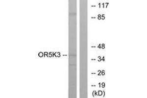 Western blot analysis of extracts from K562 cells, using OR5K3 Antibody.