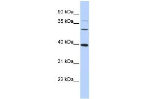 WB Suggested Anti-MAF Antibody Titration:  0. (MAF antibody  (N-Term))