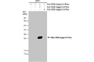 WB Image Non-transfected (–) and transfected (+) 293T whole cell extracts (30 μg) were separated by 12% SDS-PAGE, and the membrane was blotted with H-Ras antibody , diluted at 1:5000. (HRAS antibody  (C-Term))