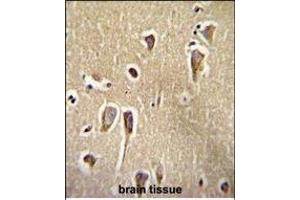 CRFR2 Antibody (D35) (ABIN655389 and ABIN2844937) immunohistochemistry analysis in formalin fixed and paraffin embedded human brain tissue followed by peroxidase conjugation of the secondary antibody and DAB staining. (CRHR2 antibody  (AA 10-39))