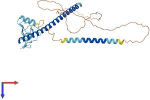 AlphaFold protein structure predicition of Human Recombinant THAP11 Protein, UniprotID Q96EK4 (THAP11 Protein (AA 1-314) (His tag))