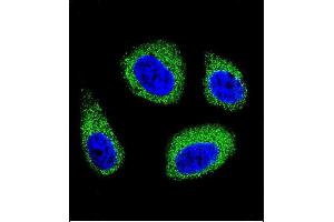 Confocal immunofluorescent analysis of DHCR7 Antibody (C-term) (ABIN655399 and ABIN2844946) with MCF-7 cell followed by Alexa Fluor 488-conjugated goat anti-rabbit lgG (green). (DHCR7 antibody  (C-Term))