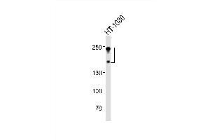Western blot analysis of lysate from HT-1080 cell line, using NC Antibody (C-term) (ABIN6242237 and ABIN6577689). (CD56 antibody  (C-Term))