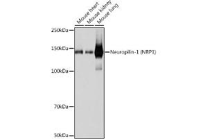 Western blot analysis of extracts of various cell lines, using Neuropilin-1 (NRP1) (NRP1) antibody (ABIN7268891) at 1:1000 dilution. (Neuropilin 1 antibody)