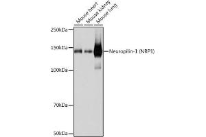 Western blot analysis of extracts of various cell lines, using Neuropilin-1 (NRP1) (NRP1) antibody (ABIN7268891) at 1:1000 dilution.