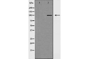 Western blot analysis of extracts from HeLa cells using MKL1 antibody. (MKL1 antibody  (N-Term))