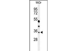 Western blot analysis of MAFA Antibody in WiDr cell line lysates (35ug/lane) (MAFA antibody  (C-Term))