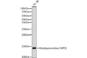 Western blot analysis of extracts of HL-60 cells, using Myeloperoxidase (MPO) antibody (ABIN7268726) at 1:500 dilution.