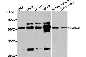 Western blot analysis of extracts of various cell lines, using CCNA2 antibody. (Cyclin A antibody)
