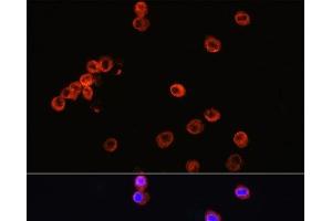 Immunofluorescence analysis of RAW264.