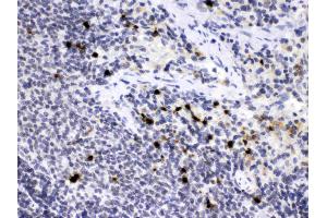 Elastase/ELANE/ELA2 was detected in paraffin-embedded sections of rat spleen tissues using rabbit anti- Elastase/ELANE/ELA2 Antigen Affinity purified polyclonal antibody (Catalog # ) at 1 ? (ELANE antibody  (AA 27-265))