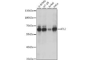 Western blot analysis of extracts of various cell lines, using  antibody (ABIN7265713) at 1:1000 dilution. (ATL2 antibody  (AA 390-470))