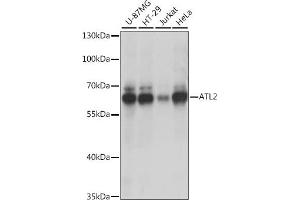Western blot analysis of extracts of various cell lines, using  antibody (ABIN7265713) at 1:1000 dilution. (ATL2 antibody  (AA 390-470))
