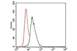 Flow cytometric analysis of HeLa cells using VAV1 mouse mAb (green) and negative control (red). (VAV1 antibody  (AA 121-324))