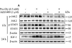 Inhibition of JAK2/STAT5 signaling pathway blocked the promotive effect of Pro-Gly on IGF-1 expression and secretion in the HepG2 cells. (JAK2 antibody  (pTyr1007, pTyr1008))