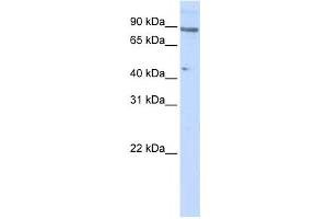 Western Blotting (WB) image for anti-Zinc Finger Protein 280C (ZNF280C) antibody (ABIN2458380)