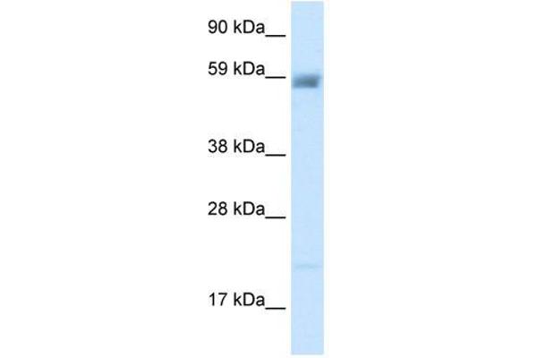 ASIC3 antibody  (N-Term)