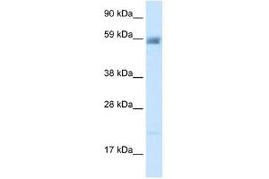 ACCN3 antibody used at 2. (ASIC3 antibody  (N-Term))