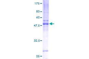 Image no. 1 for Zinc Finger, DHHC-Type Containing 7 (ZDHHC7) (AA 1-208) protein (GST tag) (ABIN1325702) (ZDHHC7 Protein (AA 1-208) (GST tag))