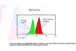 Image no. 1 for anti-Endoglin (ENG) antibody (FITC) (ABIN1112035) (Endoglin antibody  (FITC))