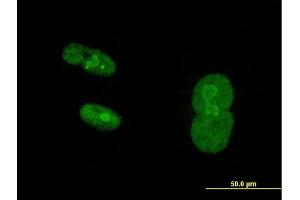 Immunofluorescence of purified MaxPab antibody to NR2C1 on Hs 181. (NR2C1 antibody  (AA 1-467))