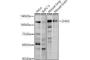 Western blot analysis of extracts of various cell lines, using ZHX2 antibody (ABIN7271565) at 1:1000 dilution. (ZHX2 antibody)