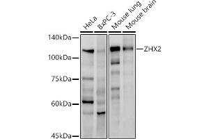 Western blot analysis of extracts of various cell lines, using ZHX2 antibody (ABIN7271565) at 1:1000 dilution. (ZHX2 antibody)