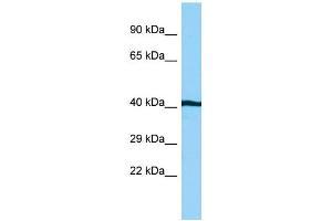 WB Suggested Anti-AHSA1 Antibody Titration: 1. (AHSA1 antibody  (C-Term))