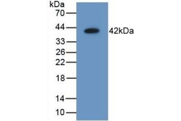 AIMP1 antibody  (AA 2-310)