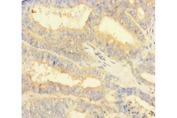 NIPSNAP3B antibody  (AA 1-247)