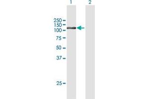 Western Blot analysis of FTSJD2 expression in transfected 293T cell line by FTSJD2 MaxPab polyclonal antibody.