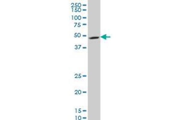 NDUFV1 antibody  (AA 365-464)