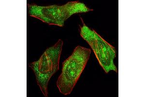Fluorescent image of Hela cell stained with SHP2 Antibody (ABIN392907 and ABIN2842294)/SH050329B. (PTPN11 antibody)