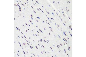 Immunohistochemistry of paraffin-embedded mouse heart using H4K20me2 antibody. (Histone H4 antibody  (2meLys20))