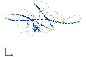 Protein Structure (PS) image for Sperm Antigen with Calponin Homology and Coiled-Coil Domains 1 (SPECC1) (AA 1-1068) protein (His tag) (ABIN7553605)