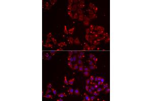 Immunofluorescence analysis of U2OS cells using MSRA antibody. (MSRA antibody)