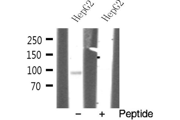 EFNA4 antibody  (Internal Region)