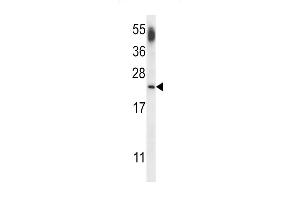 Western blot analysis of lysate from human brain tissue lysate, using CNRP1 Antibody (Center) (ABIN656608 and ABIN2845865). (Cnrip1 antibody  (AA 76-104))