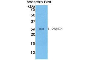Western Blotting (WB) image for anti-Torsin Family 2, Member A (TOR2A) (AA 125-313) antibody (ABIN1860837) (TOR2A antibody  (AA 125-313))