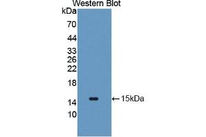 Western blot analysis of the recombinant protein. (SLC2A14 antibody  (AA 1-105))