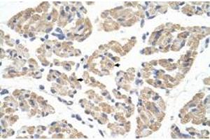Immunohistochemical staining (Formalin-fixed paraffin-embedded sections) of human muscle with FARS2 polyclonal antibody  at 4-8 ug/mL working concentration. (FARS2 antibody  (N-Term))