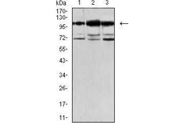 OB Cadherin antibody  (AA 468-617)