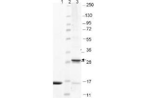 IL-17F Human Recombinant Protein - SDS-PAGE.