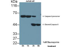 Detection of CASP8 in lysates of Jurkat cell line using Polyclonal Antibody to Caspase 8 (CASP8)