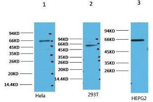 Western Blot (WB) analysis of 1) HeLa, 2) 293T, 3) HepG, diluted at 1:2000. (NF-kB p65 antibody)