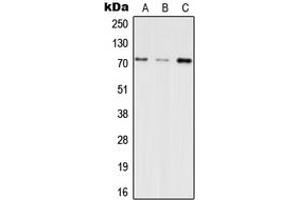 Western blot analysis of INPP5E expression in HEK293T (A), SP2/0 (B), H9C2 (C) whole cell lysates. (INPP5E antibody  (C-Term))